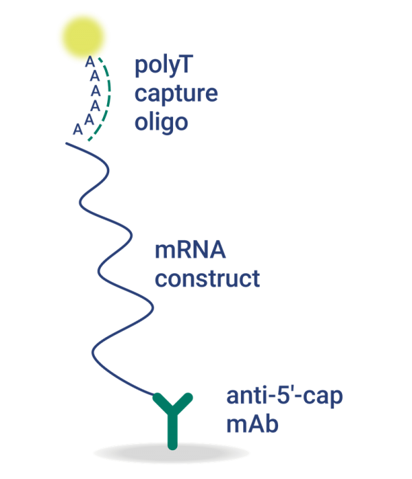 Rapid 5’ Capping Efficiency Assay for Bioprocess Development crop - InDevR