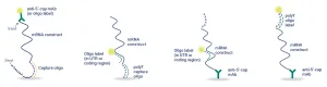 mRNA vaccine construct assays