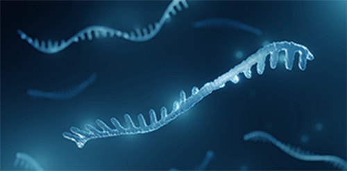 Streamlined mRNA Vaccine Characterization with the VaxArray Platform